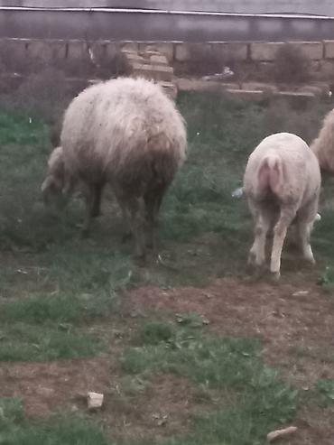 Qoyunlar, qoçlar: Salam heyavanlar satılır 3dənə balalı 1dənə tək 2si birinci qarın 2si — 4