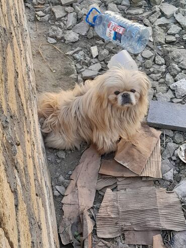 İtlər: Pekines, 2 il, Erkek, Ünvandan götürmə