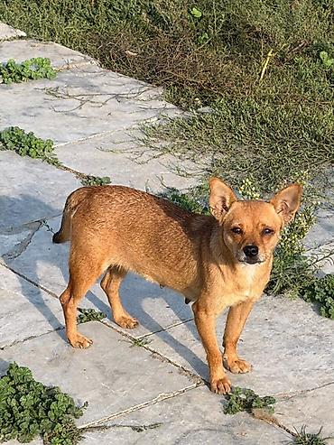 malta it: Çixuahua, 1 il, Dişi, Peyvəndli, Ödənişli çatdırılma — 1