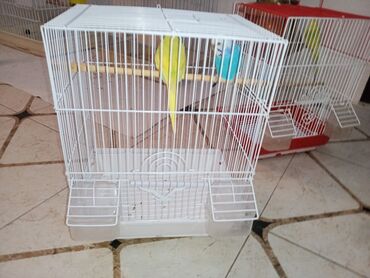Tutuquşları: Cüt quşlar satılır qəfəslərlə bir yerdə ucuz qiymətə valnistiy — 10