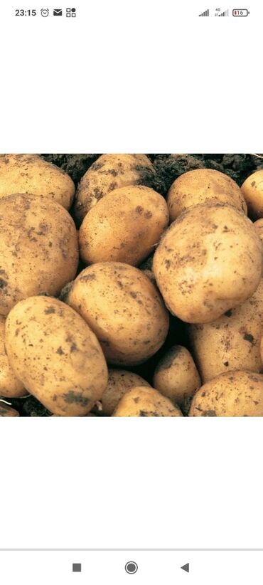 картошка риверо: Картофель джеле вкусная Оптом и в розницу Доставка по городу бесплатно