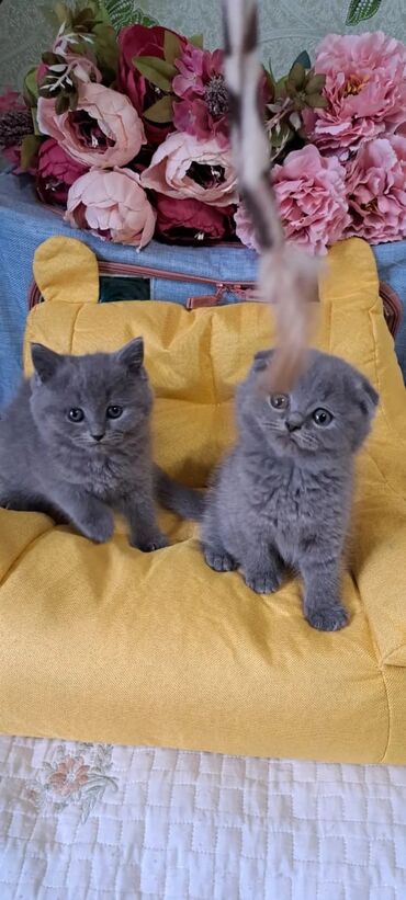 angora pişik: Britan, Erkək, Dişi