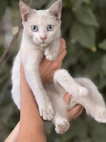 рыжая сибирская кошка: Отдам даром. Котёнок с голубыми глазами, девочка. 5 месяцев Идеально — 4