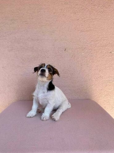 Psi: Jack Russell terijer štenci Na prodaju 4 ženkice Jack Russell — 10