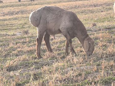 сельскохозяйственные животные продажа: Сатам | Ургаачы кой (ургаачы) | Көбөйтүү үчүн