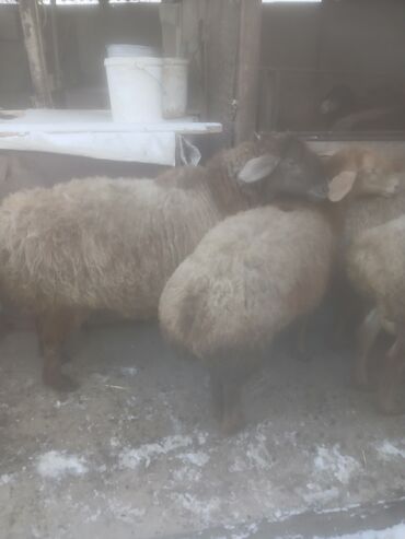 Бараны, овцы: Продаю | Овца (самка) | Для разведения | Матка — 8