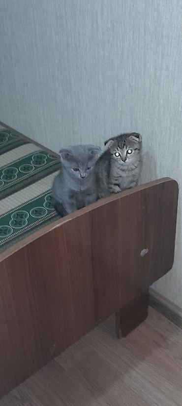 scottish fold satilir: Şotland, Dişi, Erkək, Yaxşı əllərə, Ödənişli çatdırılma, Ünvandan götürmə — 3