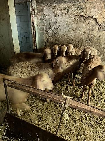 козу баран: Продаю | Баран (самец) | Для разведения — 1
