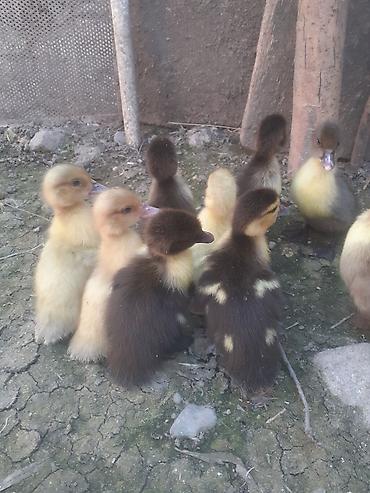 Ördəklər: Erkək, | Macar, Damazlıq, Ünvandan götürmə — 10