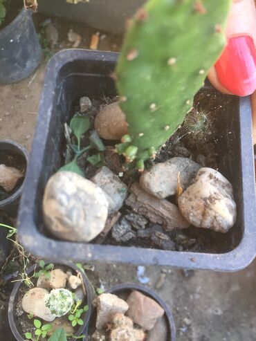 Kaktus: Kaktusi vise vrsta — 2