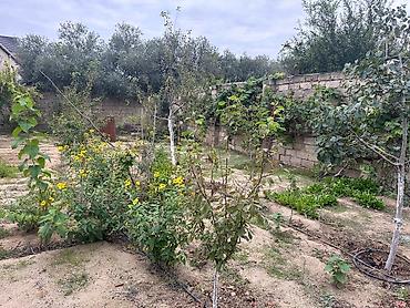 Bağ evlərinin satışı: SAHIBINDEN 🏡 ALBALILIQDA MÖHTƏŞƏM BAĞ EVİ – HƏM YAŞAYIŞ, HƏM DƏ — 21