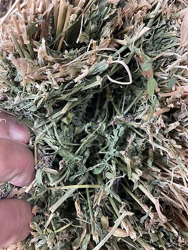 Корма для с/х животных: Люцерна (кормовая трава) — скошенная и высушенная для заготовки — 9