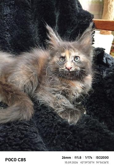 фул слив пантери: Мейн-Куны!!!🥰🥰🥰 Продаются Чистокровные,Шикарные котята! Отличная — 4