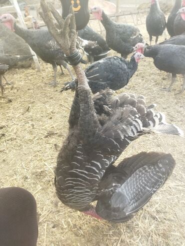 Индюки: Продаю | Индюк (самец) | Полукровка | На забой | Племенные — 19