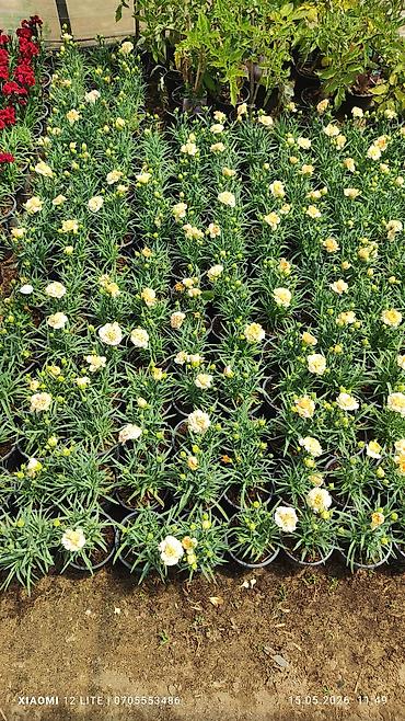 yaz gülləri: Qırmızı və krem rəngli qərənfil (Dianthus) saksı bitkiləri - Rənglər — 3