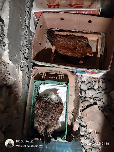 seana kecileri: Toyuq, Yumurtalıq, Pulsuz çatdırılma, Ünvandan götürmə, Ödənişli çatdırılma — 4