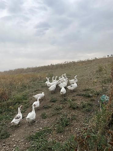 кыргыз и собака: Сатам | Ургаачы күрп (ургаачы), Эркек күрп, Балапан күрп | Кара ханзаада, Түндүк Кавказ | Көбөйтүү үчүн — 2