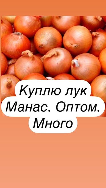 орех оптом: Лук Оптом