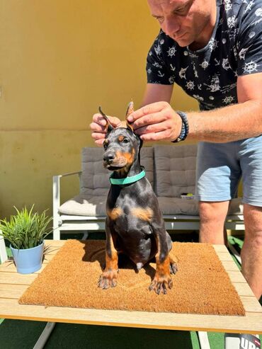 Psi: Doberman stenad. Ostenjeni su 28.06.2025. Spremni su za preuzimanje — 19