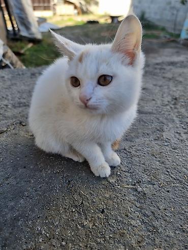 Продажа кошек: Даром котёнок домашний, короткошёрстный. Окрас преимущественно белый с — 2