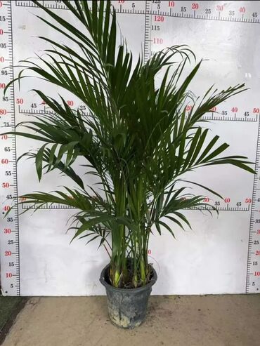 Другие комнатные растения: Предлагаются различные комнатные растения в горшках. В наличии кротоны — 4