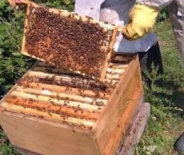 Bal: Arı Bal ana arı avadanlıqlarının satışı və sifarişlə catirilmasi — 9