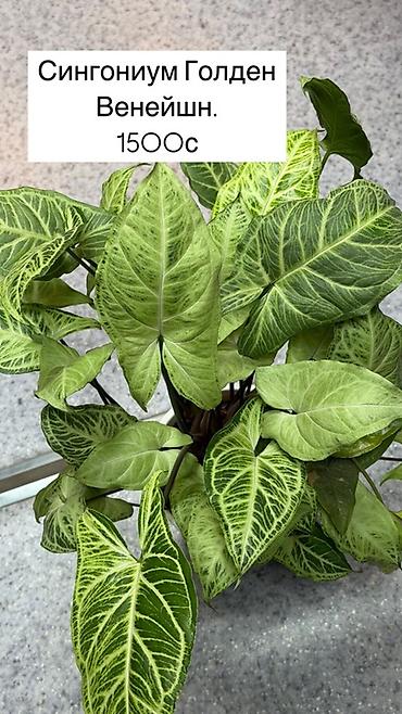 сингониумы: Сингониум (Syngonium podophyllum) с эффектной вариегацией листьев. - — 5