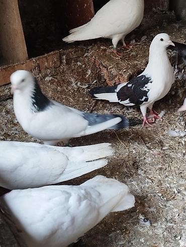 Göyərçinlər: Salam Aleykum çep maya tutulmadi dikelib oynuyan qusdu maya 25m — 3