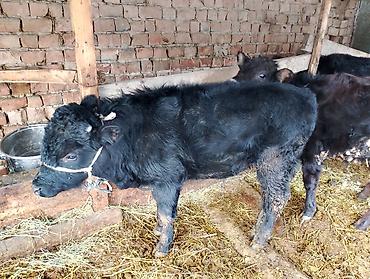 Коровы, быки: Продаю | Бык (самец), Тёлка | Ангус, Алатауская | На откорм, На забой, Для разведения | Искусственник at lalafo.kg — 5 Коровы, быки: Продаю | Бык (самец), Тёлка | Ангус, Алатауская | На откорм, На забой, Для разведения | Искусственник — 5