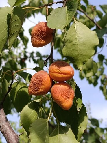 куплю перепелиные яйца и мясо: Өрүктөр Королевский, Чекене