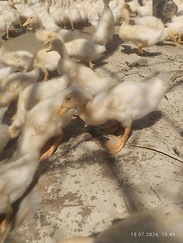 ördək balası və cücə: Ağ rəngli ördək balaları - Növ: yerli ağ ördək balaları (pekin tipinə — 2