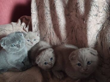 Pişiklər: Şotland yastı qulaq, Dişi, Erkək, Ünvandan götürmə — 13