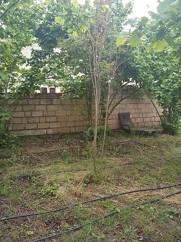 yeni əmlak az: 4 sot, Tikinti, Kupça (Çıxarış) — 9