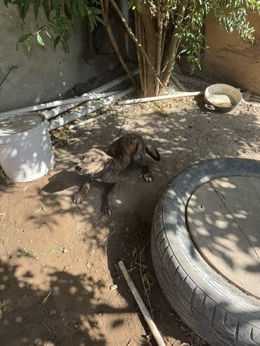 it üçün boyunbağı: Pitbul, 3 ay, Dişi, Cütləşmə üçün, Ünvandan götürmə, Ödənişli çatdırılma