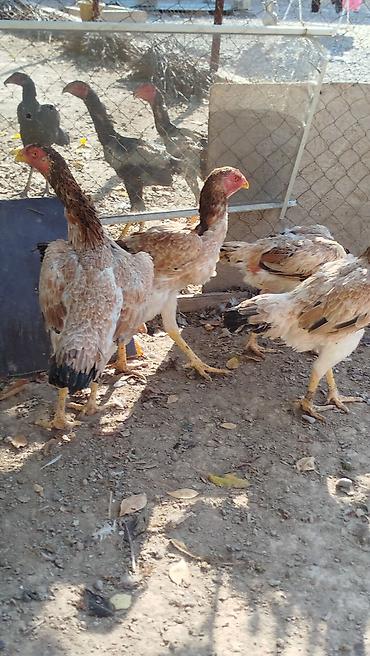 отдам кошку в добрые руки: Продаю | Куры | Дакан | Для разведения — 1