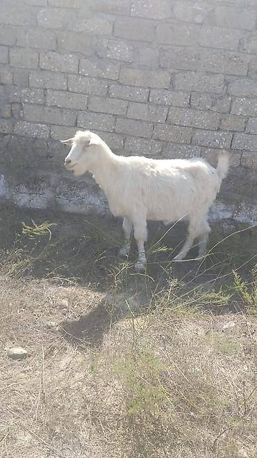 heleb kecisi: Əvvəla hamıya salam bildiyimə görə boaz olmalıdır yaxşı süd verməyi — 2