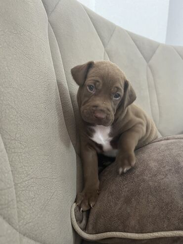 pitbul balasi satilir: Pitbul, 2 ay, Dişi, Sənədli, Ödənişli çatdırılma