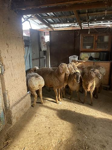Баран, овца: Продаю | Ягненок, Баран (самец) — 8