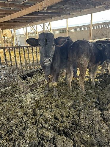 Коровы, быки: Продаю | Музоо, торпок | Швицкая | На откорм — 8