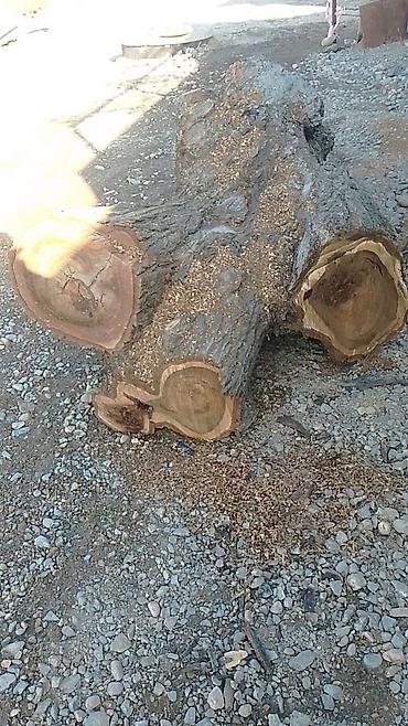 лес: Продаю ствол орехового дерева с капом - Порода: орех (грецкий). - — 2