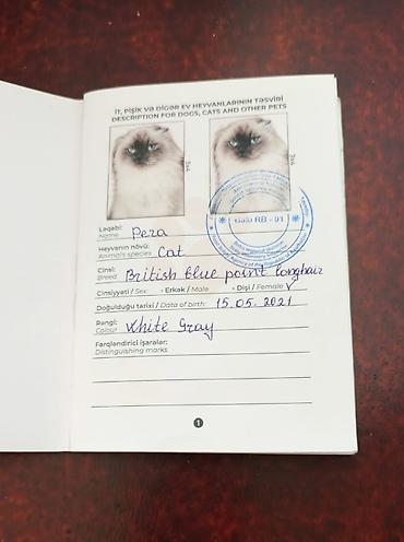 Birtaniya pişiyi - dişi. pasportu var