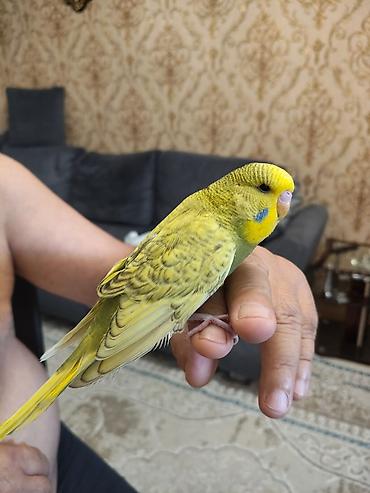 Tutuquşları: Təmiz Çex popugaylarını satıram,yaşı 2ay 15 günlük,erkək və — 2