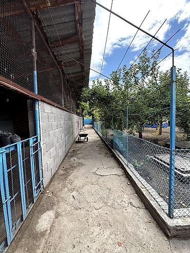 село ленинск: 📌В селе Петровка срочно продаётся дом на участке 40 соток, длина — 7