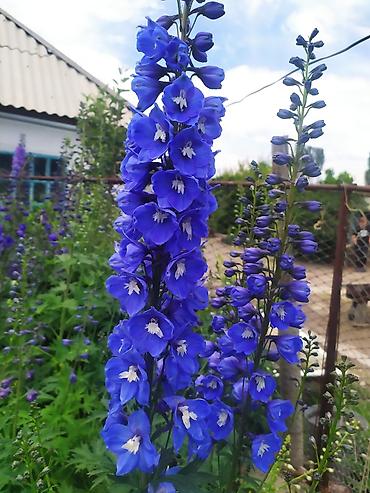 Другие садовые цветы и кустарники: Продаю уличные цветы многолетние оптом и в розницу. Дельфиниумы — 10