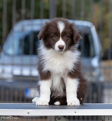 dogs: BORDER COLLIE ŠTENCI – ČOKOLADNI, RED MERLE I CRNO-BELI Sa ponosom — 1