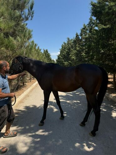 Atlar: Erkək, il: 5, Ünvandan götürmə — 6