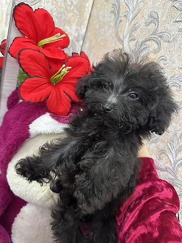 İtlər: Pudel, 3 ay, Erkek, Sənədli, Ünvandan götürmə, Ödənişli çatdırılma — 5