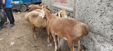 бараны рамановский: Продаю | Овца (самка), Баран (самец) | Для разведения