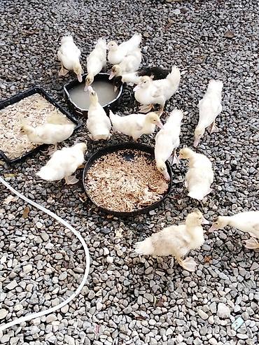 мальтипу в баку: Ağ lal ördəklər sağlamdırlar 2 aylıq 23 dənədir real alıcılar narahat — 1