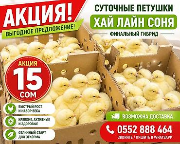 куры живые: Продаю | Цыплята | Хай-Лайн Соня Грей | На забой, Для разведения, Несушки — 1